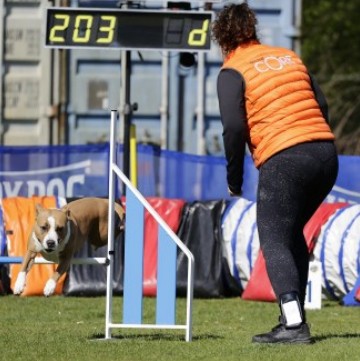 Kona op een agilitywedstrijd